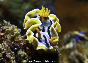 CHROMODORIS ELISABETHINA by Mariano Mañas 